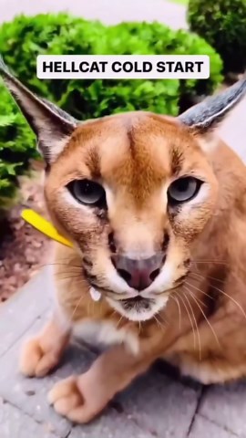 Limitless Gear 🚨 | Dodge Challenger SRT: The Beast 1. The Dodge Challenger SRT is known for its powerful engines. It offers a range of engine options,... | Instagram