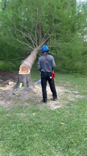 Precision cutting before the drop #treefelling #arborist #technique