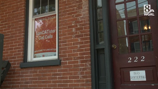 'Cats, coffee, community': Cat café to open in Susquehanna Valley this fall