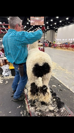 While we wait for the official photos of the ewes from NAILE ✨🟩✨ to be downloaded …we will share some of our favorites—people and sheep from the world’s largest sheep breeding show where the best come to compete. 🫶🏻🤍🖤🤍🫶🏻 #USA #Freedoms #StandingProud #LoveProductionAg #WorkingFarm #AmericanValais #MyLoyaltyIsToAmericanAgriculture #HeritageToMyFamilyFarm #MakingTheBestBetter #USABreedingSheepShow #TheBostonTeaPartyHappenedForGoodReason | Valais Blacknose Sheep of Washington State