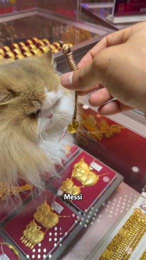 When the master of the cat world visits the Saturday blessing#cat #cats #lucky_cut #catwalk #sma