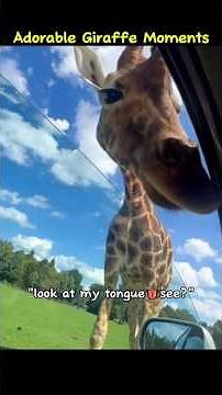 Adorable giraffe moments 🦒