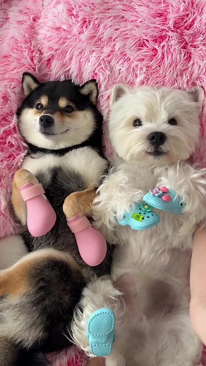Puppy Day Spa Fun with Shiba Inu Manyu