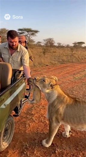 Lioness gave her sick cub to humans to take care #wholesome #animalrescue #junglesafari | The Animal Diary