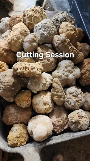 Handctutting session with Indiana fossil geodes. These specimens will be polished as matched pairs. Cut today by; Camp Creek Stoneworks Bloomington, IN #geodes #fossils #rockshop #lapidary #rocks #handmade #geology #Indiana #bloomingtonindiana | Camp Creek Stoneworks