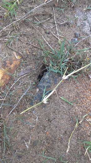 SMRC: yellow hydrant half burred by ants nest