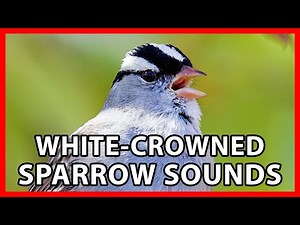 White-crowned Sparrow Songs and Chip Calls