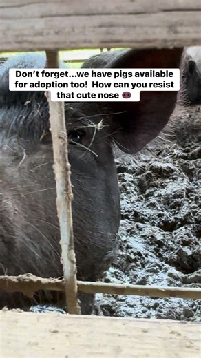 4.8K views · 91 reactions | Pigs need love too! They don’t belong here at the shelter!  | Colleton County Animal Services | Facebook
