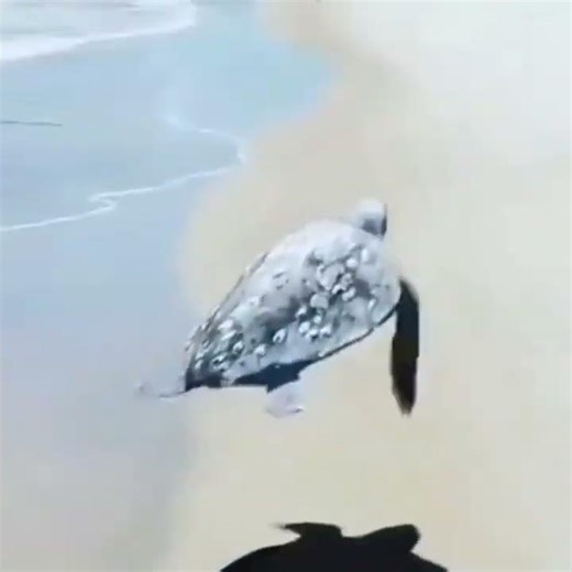 flying turtle#funny #memes