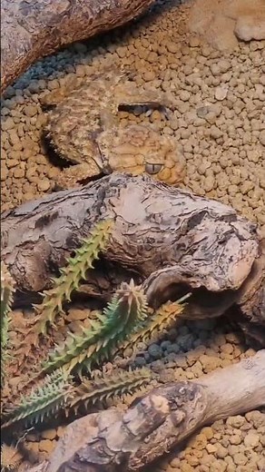 棘皮瘤尾守宮Centralian Rough Knob-tailed Gecko/Taipei Zoo