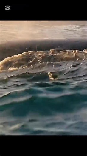 Capelin #animals #lifeunderwater #capelin | Animal Documentary