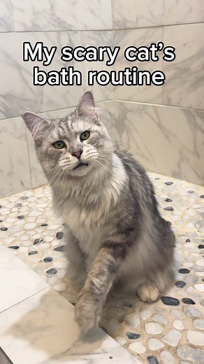 Maine Coon Cat Bath Guide