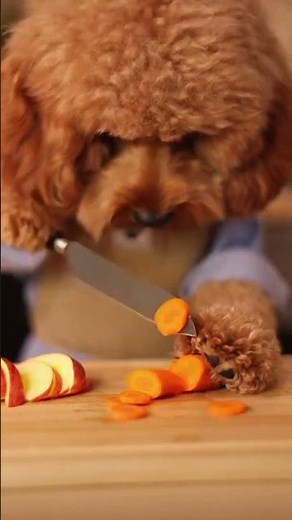 Miniature Cockapoo Builds Barkuterie, Demands Taste Test