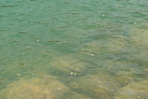 Making and Using a Secchi Disk to Measure Pond Clarity - Alabama Cooperative Extension System