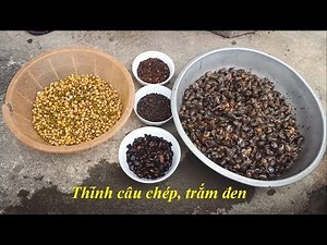 Công thức làm mồi câu cá chép, trắm đen cực hiệu quả