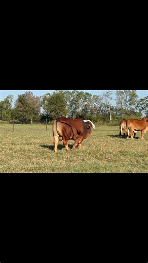 3.9K views · 195 reactions | Great reports from Brushy Creek Custom...