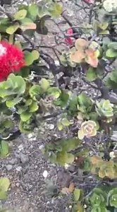 14 reactions | Ohia aloha | Farley Ohana | Facebook