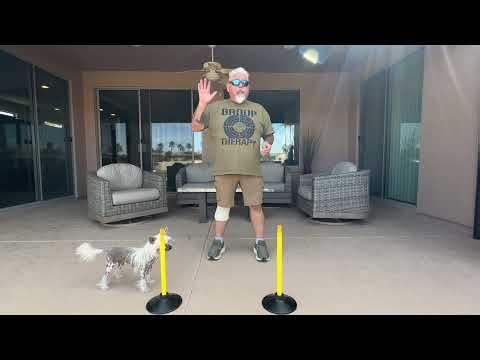 Why your dog training may not be working.