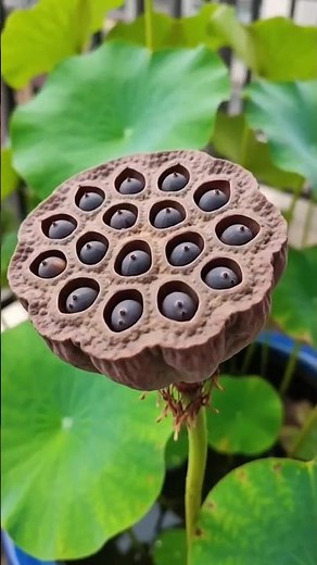 🌸 How a Lotus Grows Will Amaze You!