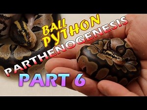 Ball Python Parthenogenesis (Part 6) Massing Hatchlings