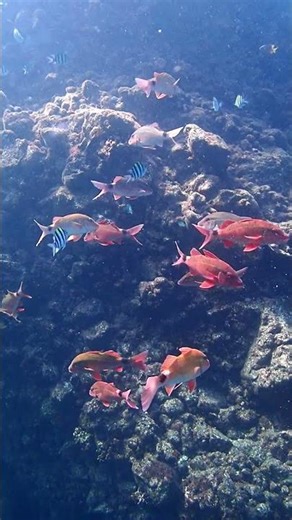 ゆらゆらのんびりホウライヒメジ♪【なぎさひろい】シュノーケリングとスキンダイビング送迎付きツアー：ヒリゾ浜ビーチ250915
