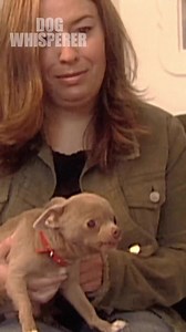 Meet Nunu, a ferocious 1-pound chihuahua ready to bite anyone that stands in his way. Cesar starts his first day on the set of Dog Whisperer, ready to confront this tiny beast. What a great way to start your first day on the job, Cesar! #dog #dogtraining #dogtv #dogclinic #dogstory #dogbehavior #dogwhisperer | Dog Whisperer HQ