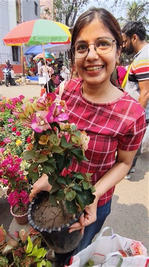 Nice Meeting! Bougainvillea Shopping By Camellia #shorts #shopping