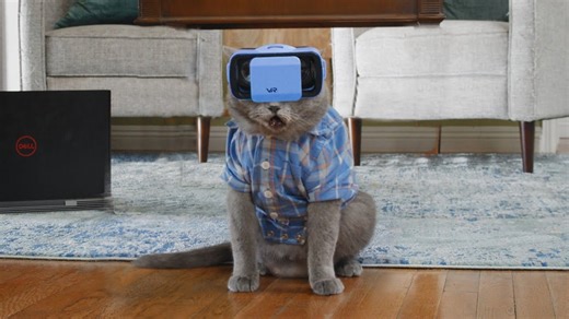Cat attempts to enter the metaverse in playful clip