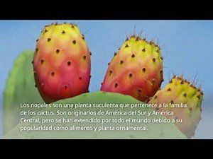 Como plantar nopales en casa en 5 pasos simples