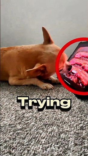 A Hungry Dog Licking The Screen Desperately Out Of Humger #pets #dog