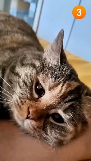 Top 3 Saddest Crying Cute Cats That Will Break Your Heart 💔😿