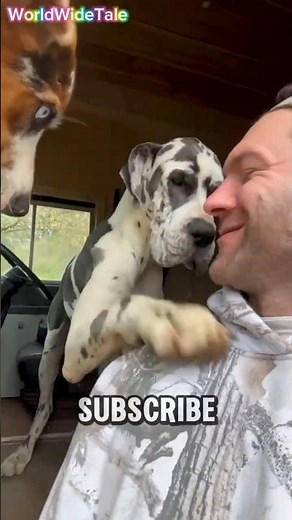 He Quit Everything to Save Dogs: The Asher House Story.