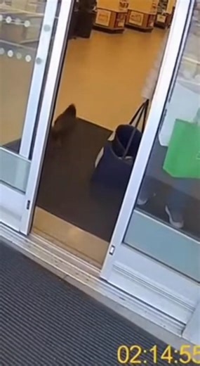 This Crow is Smarter Than Most People! (AI) | Bored Panda Animals