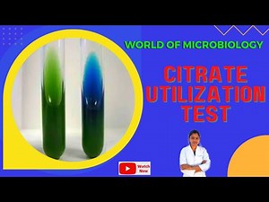 Citrate Utilization Test ( Tamil) || IMViC Test || Biochemical Test || Simmon's Citrate Agar