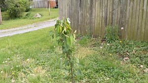 Watch Dalen Tree Stake Kit for Young Tree Protection&colon; DIY Kit on Amazon Live