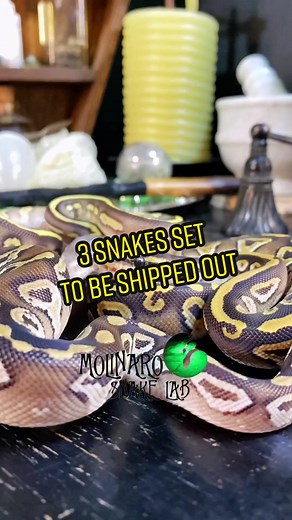 Keary Molinaro on TikTok