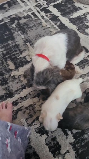 Going for a little walk while brother eats breakfast! | Carolyn 's Shih Tzu and Boston Terriers