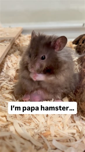 Poppy Bee Hamstery on Instagram: "Moon & Stars has 5 pups- one is a bit small but making progress with growth. They will be 4 weeks this Friday. I’ve assumed that Moon & Stars is homozygous for silver grey, meaning she has 2 copies of the gene, and all of her pups should inherit one copy. I wouldn’t expect silver grey to show up on just black as it masks the color, but there are 2 pups that don’t quite look silver to me, despite being black combination colors. One looks RS dove (which would defi