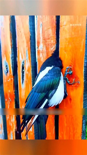 Did a Grateful Myna Bird Bring Back a Gift? 🐦❤️ #facts
