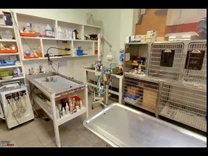 Animal Farm Pet Hospital | San Francisco, CA | Veterinary Care