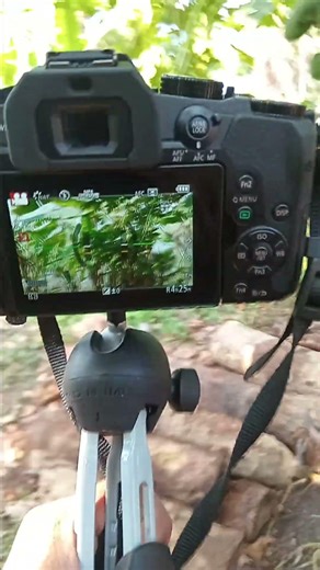 My Lumix G85 #photography #lgv60photography #lumixg85