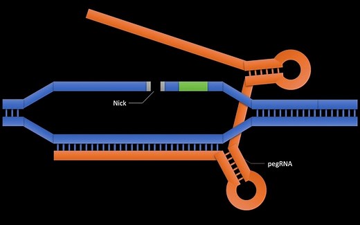 Prime Editing - In almost less than a minute