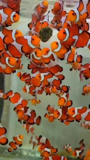#clownfish #clownfishbreeding #ClownfishFacts #saltwaterfishing #saltwateraquarium #saltwater #saltwatertank #saltwaterfish #saltwaterpool #saltwaterfishtank #fishing #fishinglife #fishingtrip #fish #fishingislife #fishingvideos #marinefish #marinfish #MarineFishing #marinefishtank #shorts #reelsfb #viralreelschallenge | 𝐒.𝐌 𝐅𝐢𝐬𝐡 𝐂𝐫𝐞𝐚𝐭𝐢𝐨𝐧