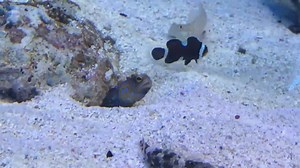 Un poisson connard jette du sable