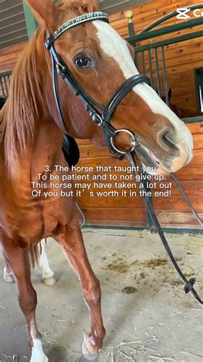 4 types of horses #equestrianjourney #equestrian #horse #horseedit #horseriding