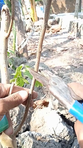 propagation guava tree by grafting & gardening tips #graftingplants | GardeningFruit