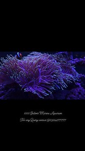 23 reactions | 1000Gallons Seawater Aquarium Made By Marine world Fonr any Query contact @ 03224177777 #saltwateraquariumenthusiast #marinefishofinstagram #reefkeeping #reefoctopus #maxspect #tropicmarin #fishtankhobby khobby #redsea | Marine World | Facebook