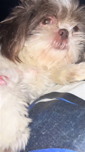 Trying to sleep my human gave me all kind of cuddles 🥰 | Cuddling