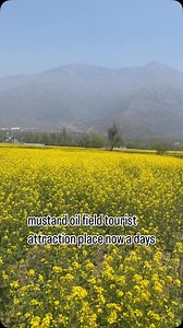 mustard oil field tourist attraction place now a days #tradtional #viral #village #video #share #tree #trending #kashmir #srinagar @mtk_kashmir | Mtk Kashmir