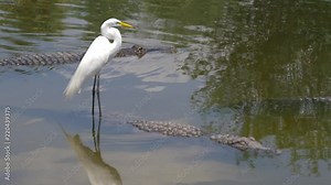 American alligators lie in the swamp, next to the herons. Alligator Swimming. Alligator is a large crocodile in the water. Alligator floats just above the water.